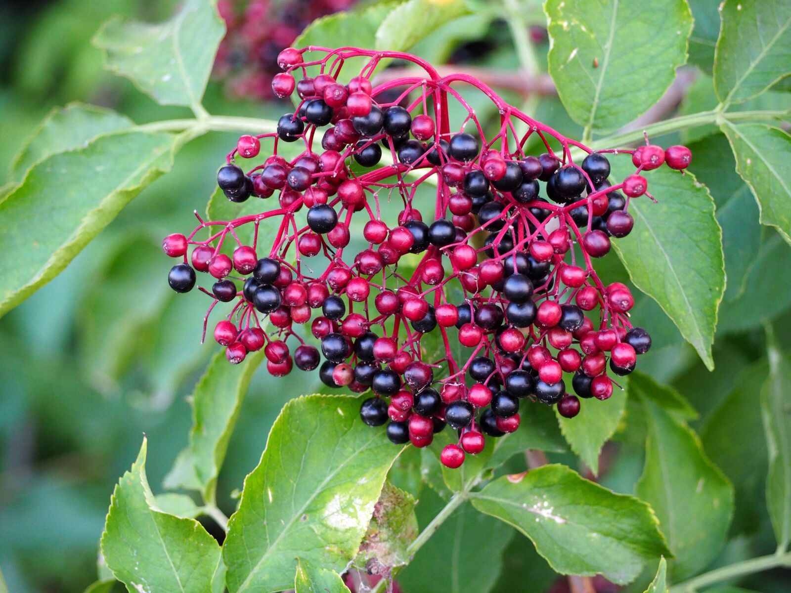 Olympus OM-D E-M10 sample photo. Holler berry, holler, berries photography