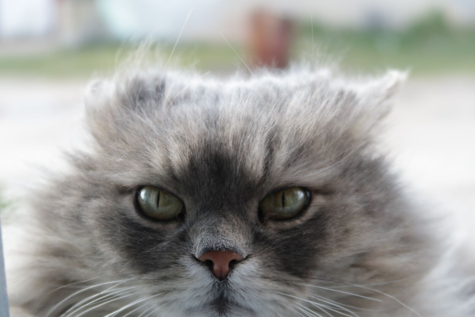 Canon PowerShot G7 X Mark II sample photo. Cat, eyes, animal photography