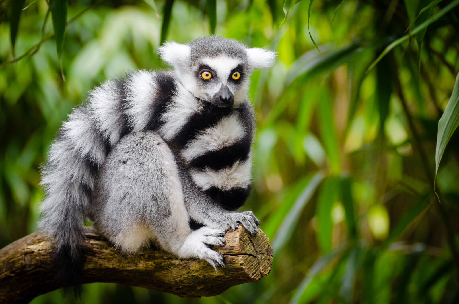 AF Zoom-Nikkor 80-200mm f/2.8 ED sample photo. White, and, black, animal photography
