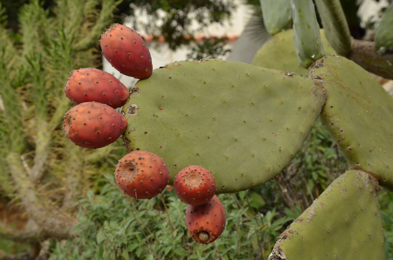 Nikon D7000 sample photo. Cactus, fruit, plant photography