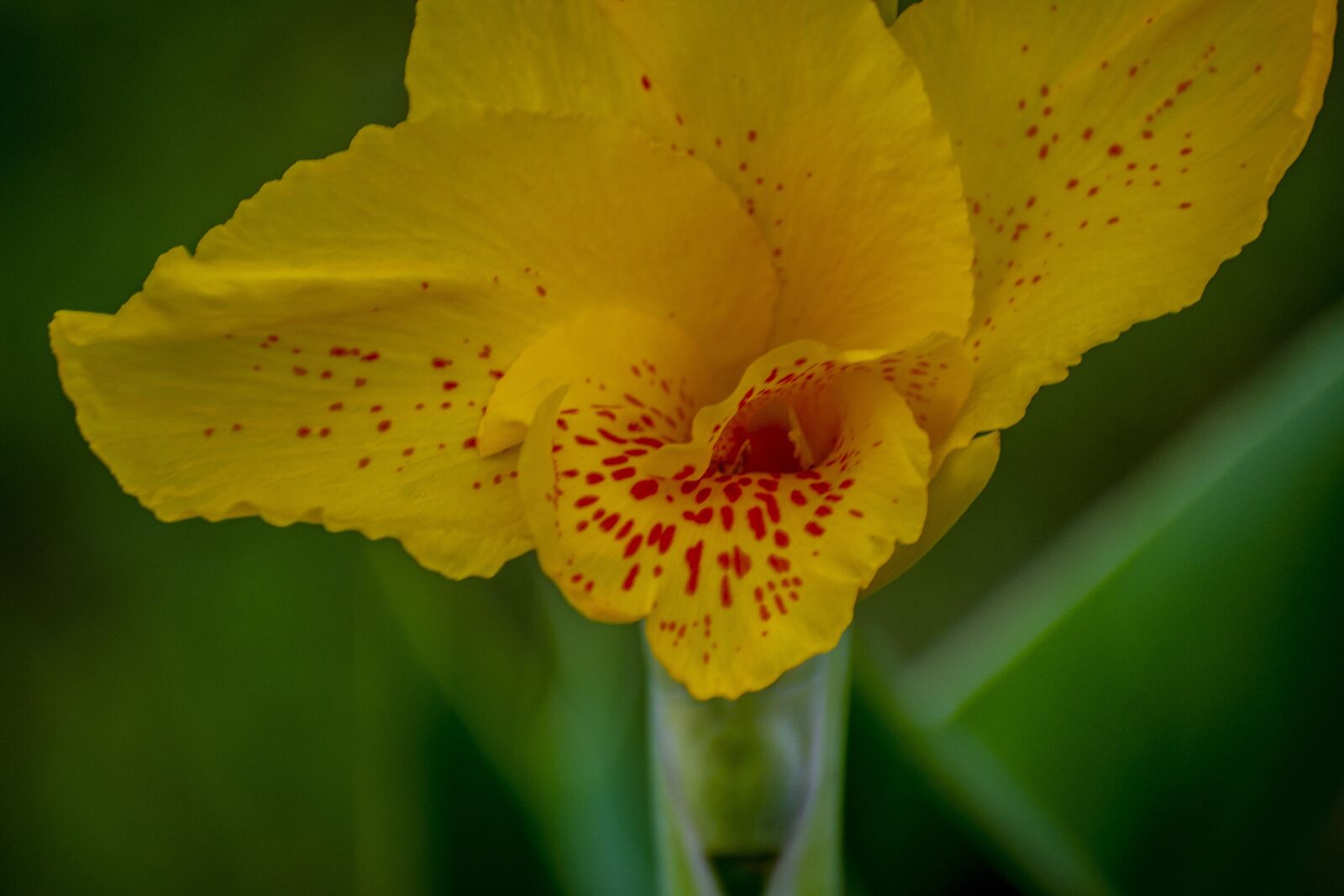Nikon D600 sample photo. Nature, flower, spring photography