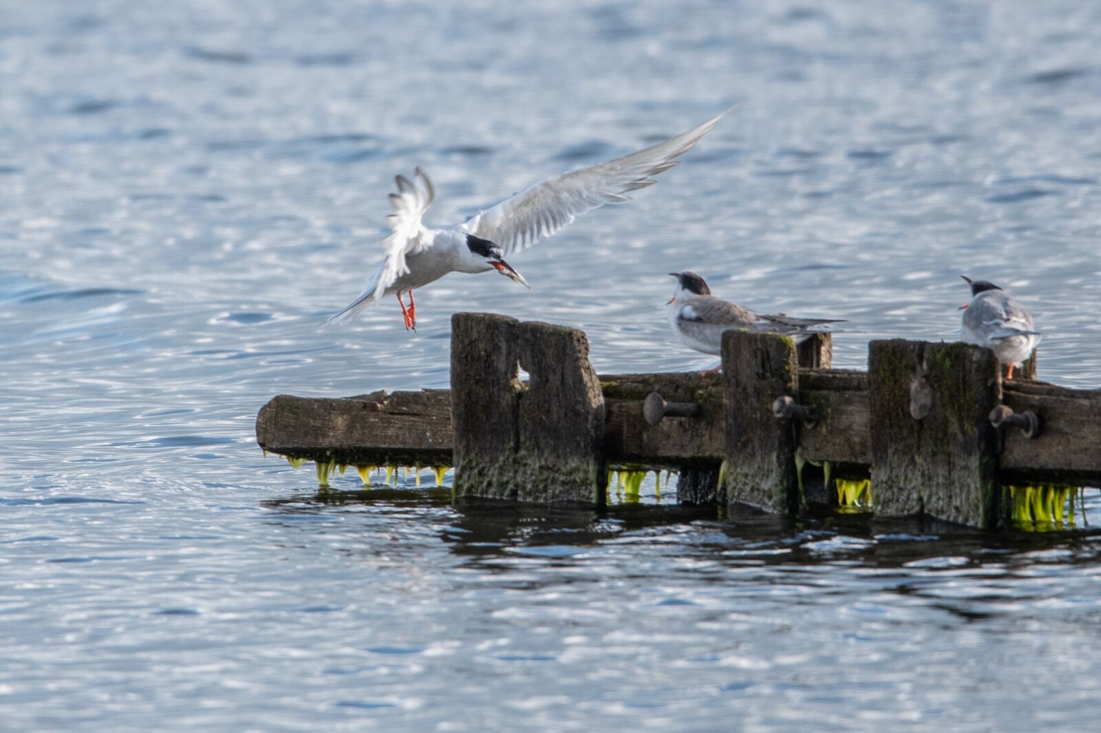 Nikon D750 sample photo. Birds, water, nature photography