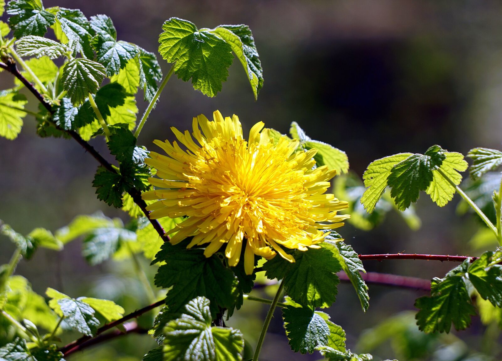Sony E 55-210mm F4.5-6.3 OSS sample photo. Flower, dandelion, spring photography
