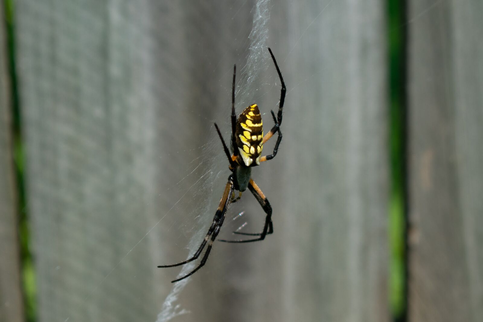 Nikon D3400 sample photo. Garden spider, spider, web photography