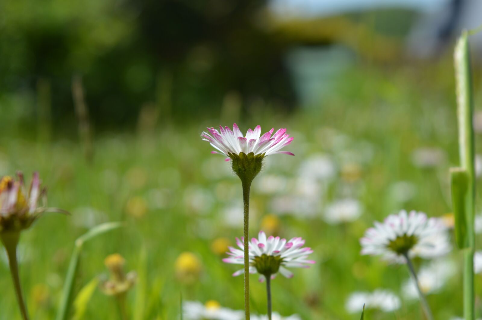 Nikon D3200 sample photo. Grass, flower, daisy photography