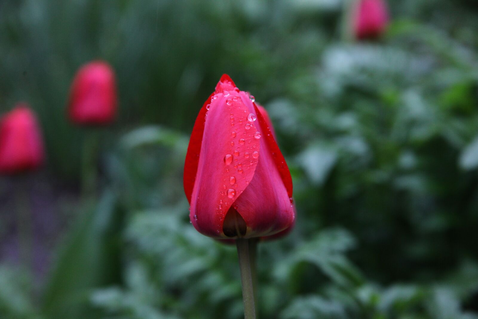 Canon EOS 5D Mark II sample photo. Tulip, red flower, rain photography