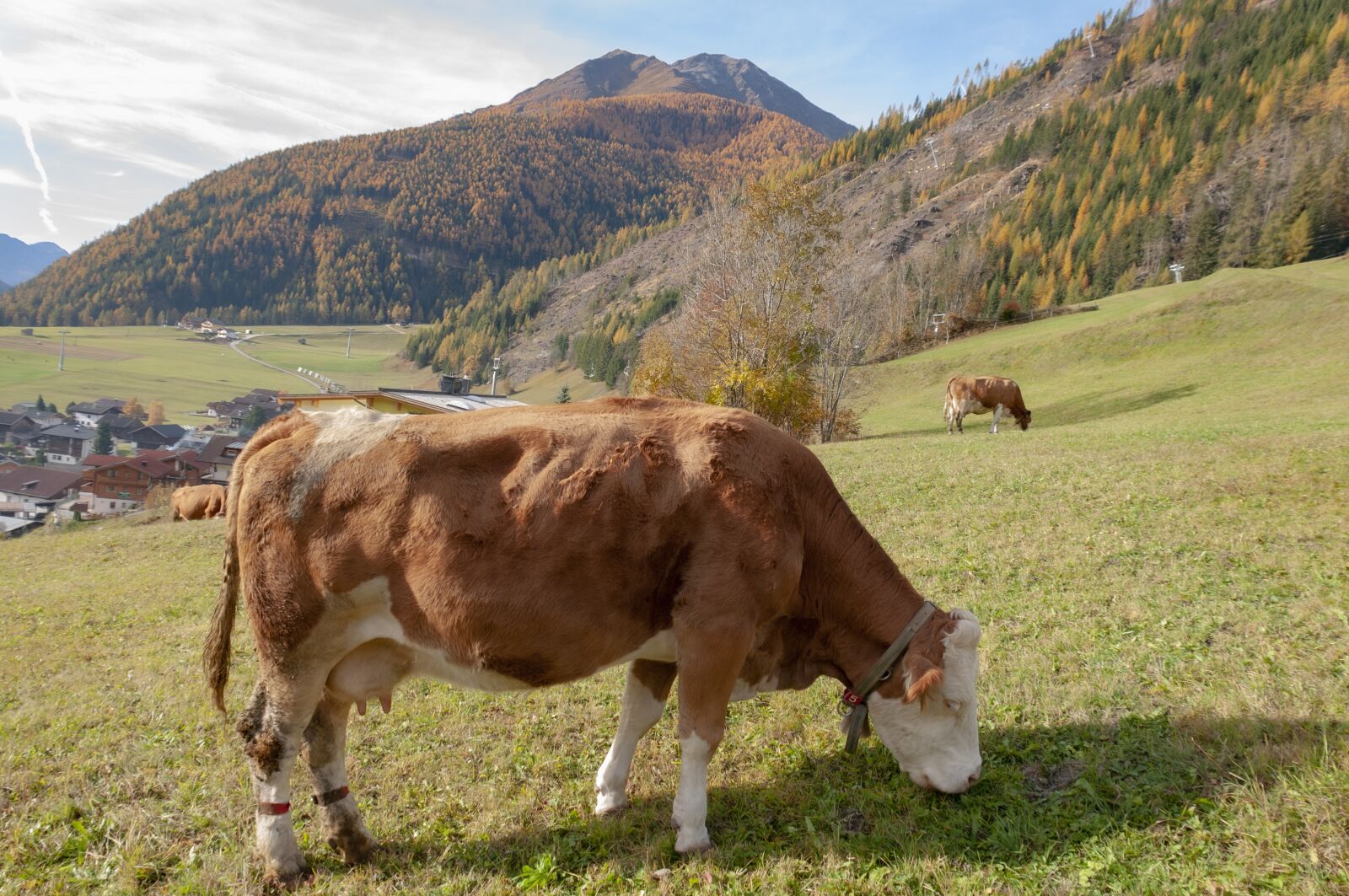 Nikon D300S sample photo. Cow, alpine, mountains photography