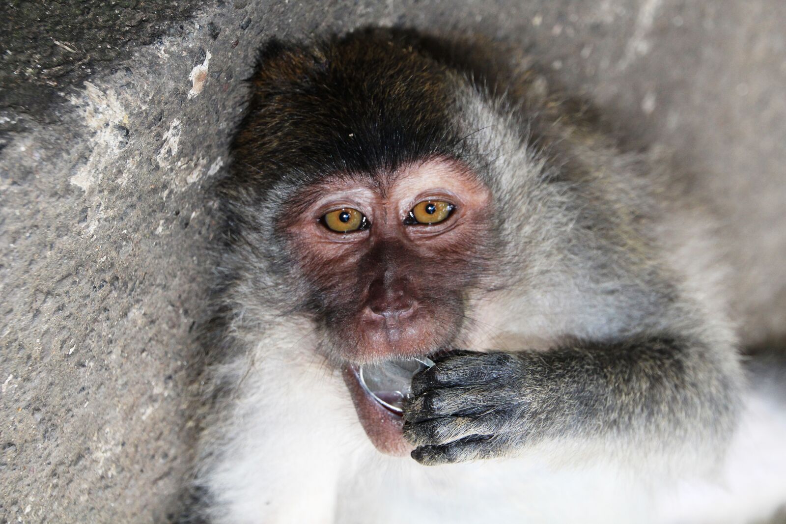 Canon EOS 700D (EOS Rebel T5i / EOS Kiss X7i) sample photo. Bali, monkey, emotion photography
