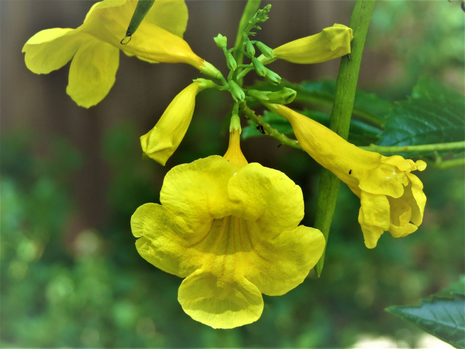 Canon PowerShot SX50 HS sample photo. Flower, yellow, close up photography
