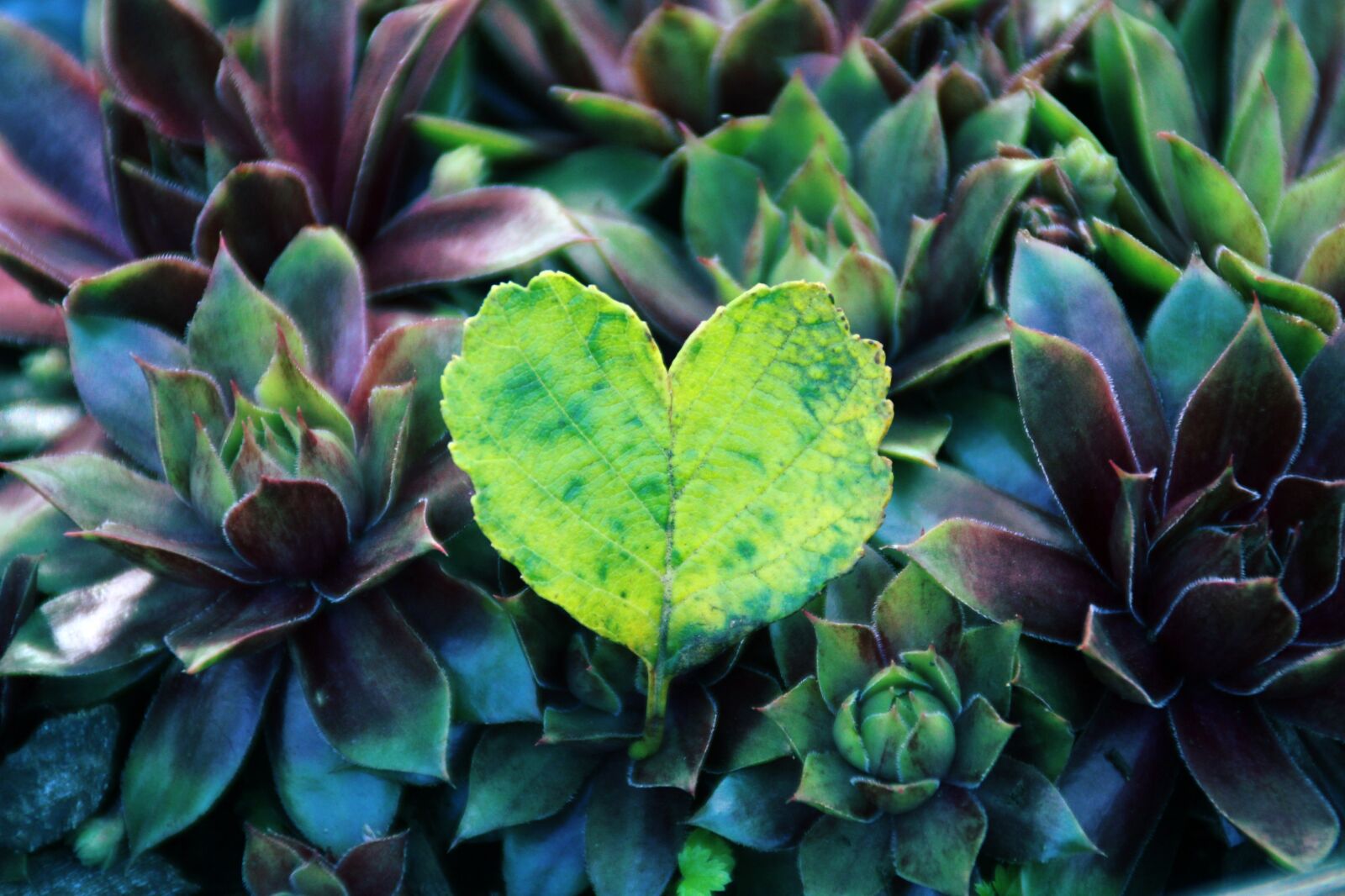 Canon EOS 2000D (EOS Rebel T7 / EOS Kiss X90 / EOS 1500D) sample photo. Heart, leaf, nature photography