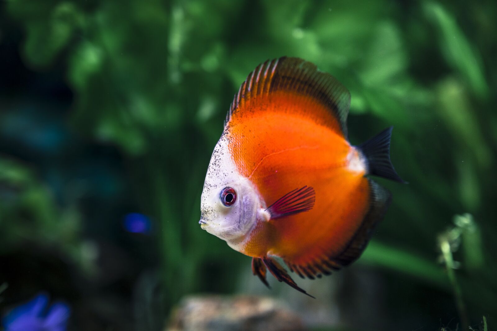 Canon EOS 750D (EOS Rebel T6i / EOS Kiss X8i) sample photo. Animal, blurred background, closeup photography