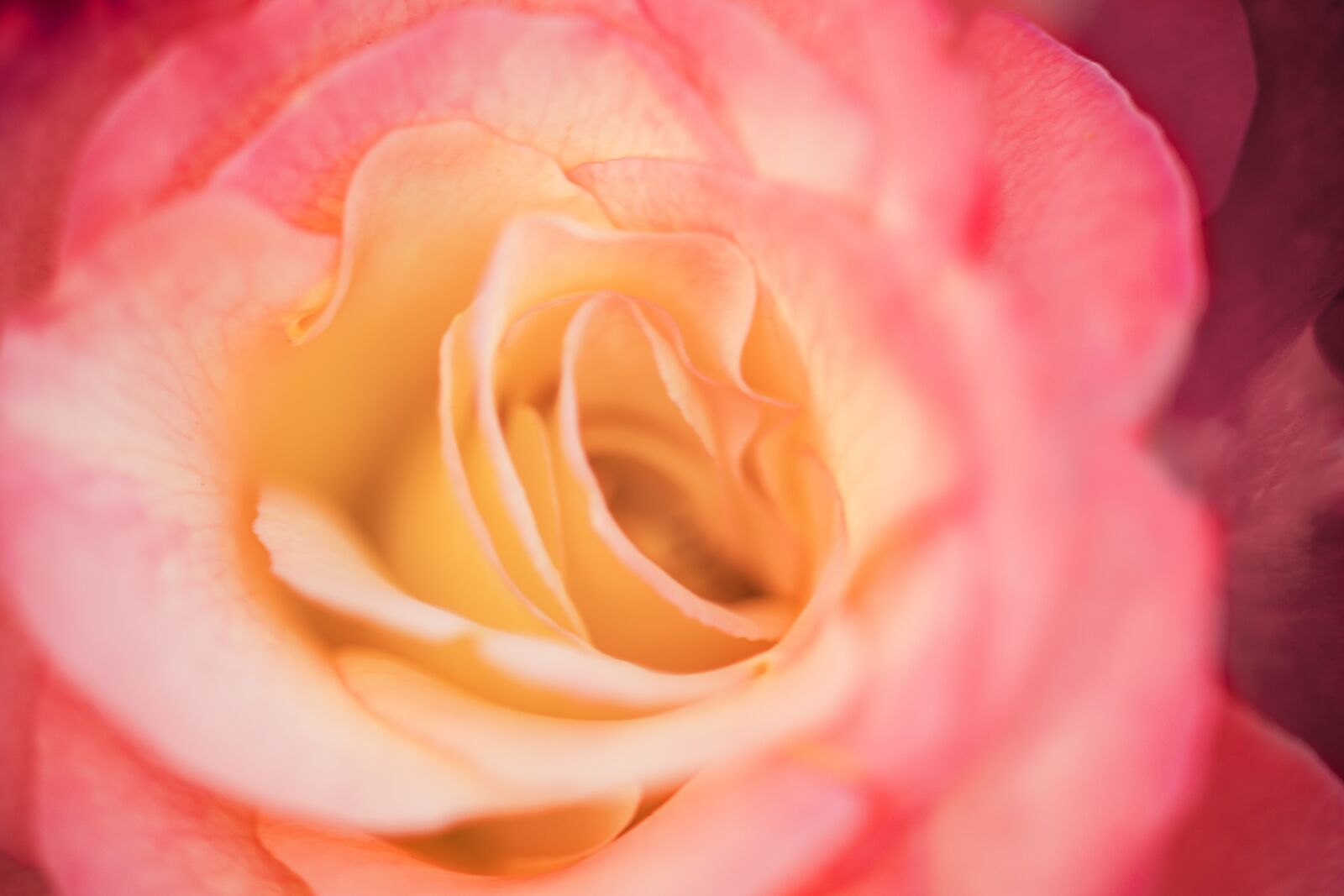 Canon EOS 200D (EOS Rebel SL2 / EOS Kiss X9) sample photo. Rose, flower, wallpaper photography