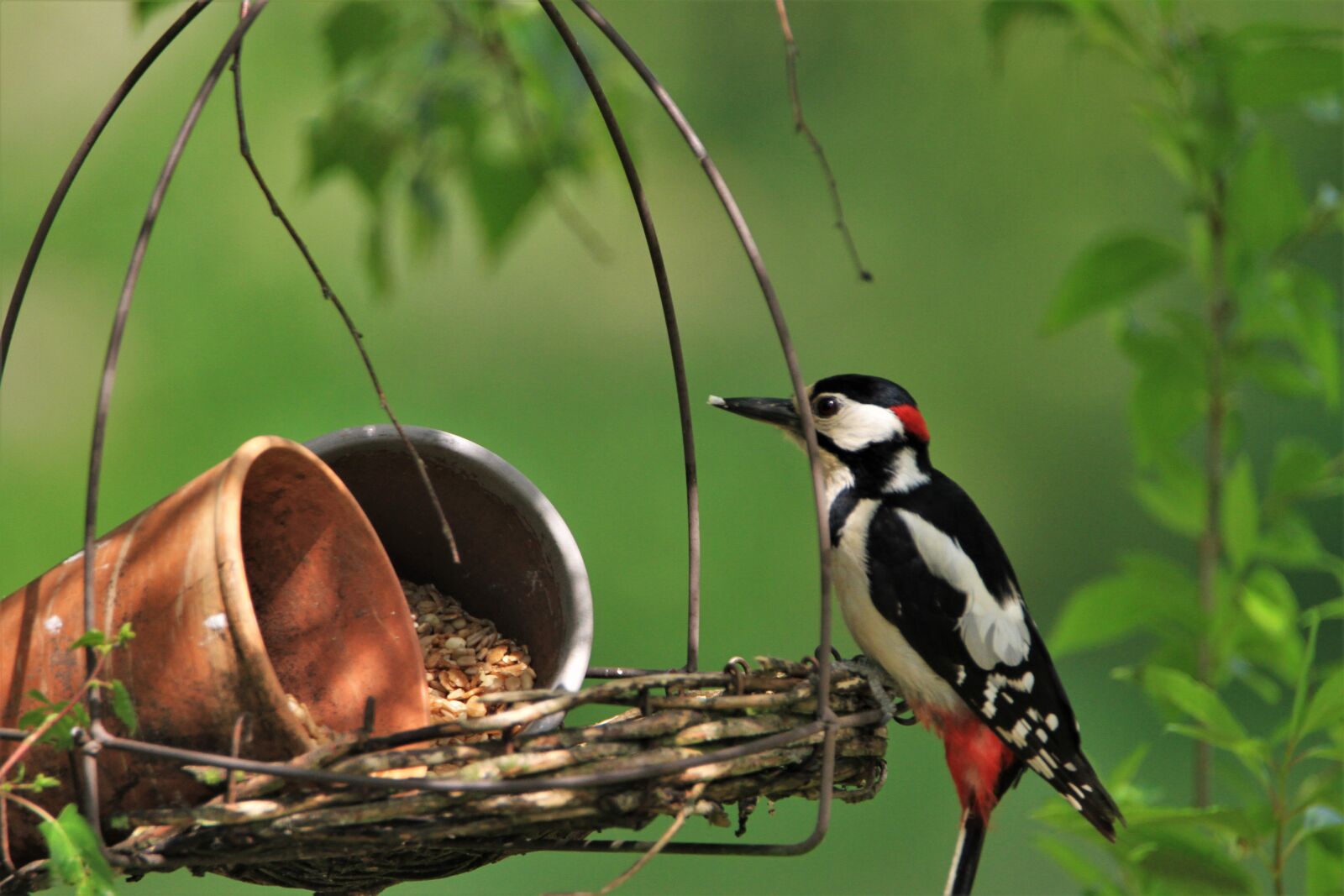 Canon EOS 7D + Tamron SP 150-600mm F5-6.3 Di VC USD sample photo. Great spotted woodpecker, feeding photography