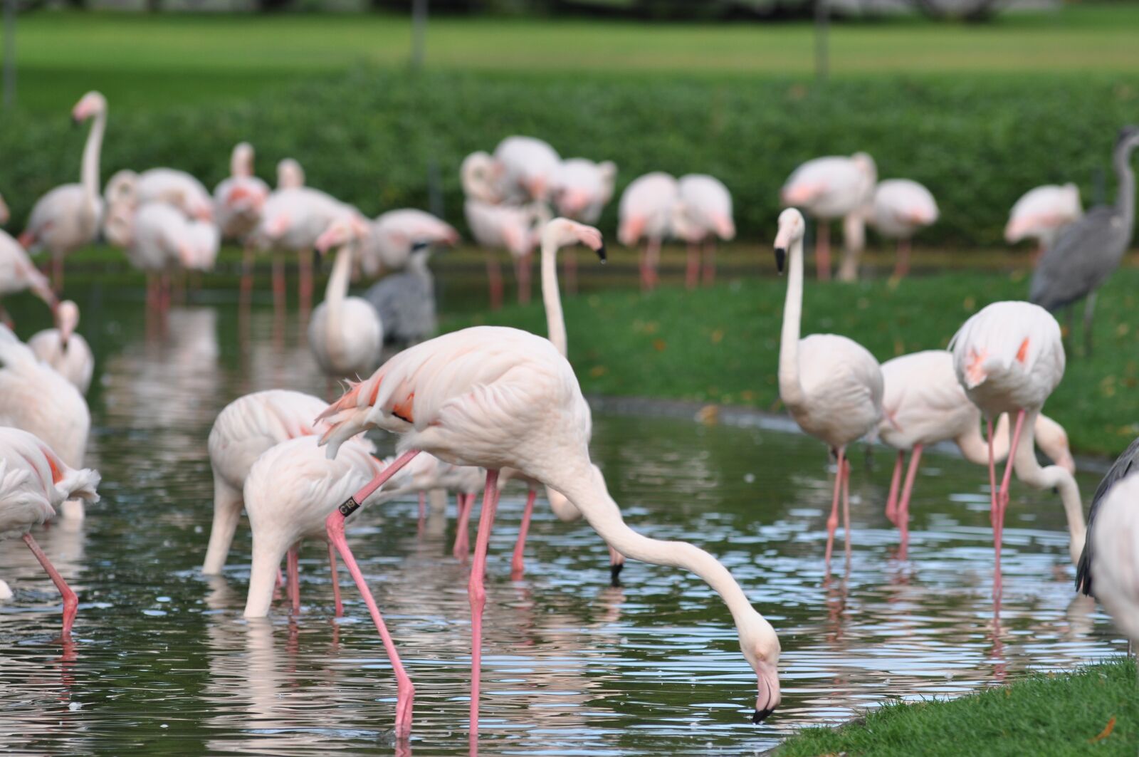 Nikon D90 sample photo. Flamingo, zoo, water photography