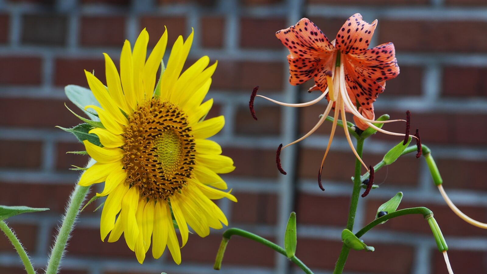 Panasonic Lumix DMC-GH3 sample photo. Sunflower, yellow, nature photography