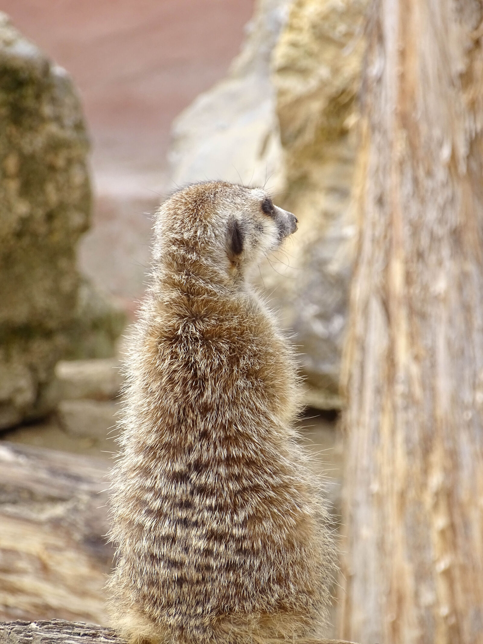Sony Cyber-shot DSC-HX400V sample photo. Animal, animals, cute, cute photography