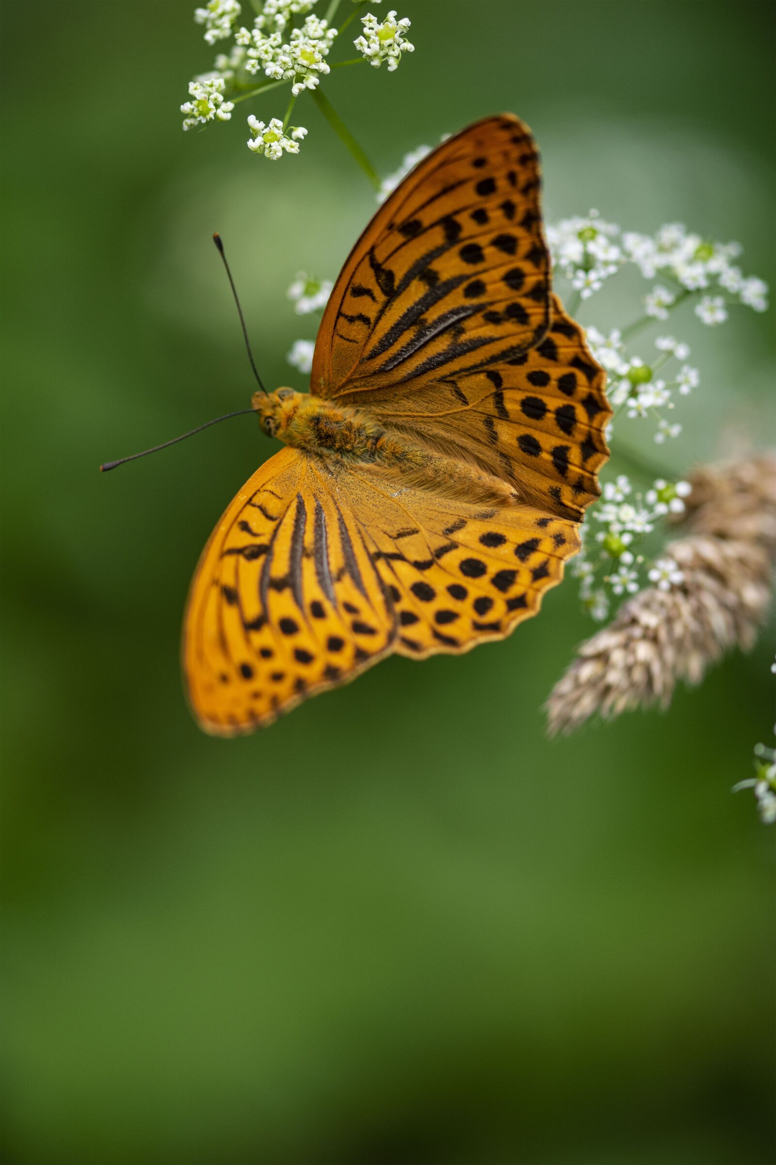 Nikon D5300 sample photo. Butterfly, insects, meadow photography