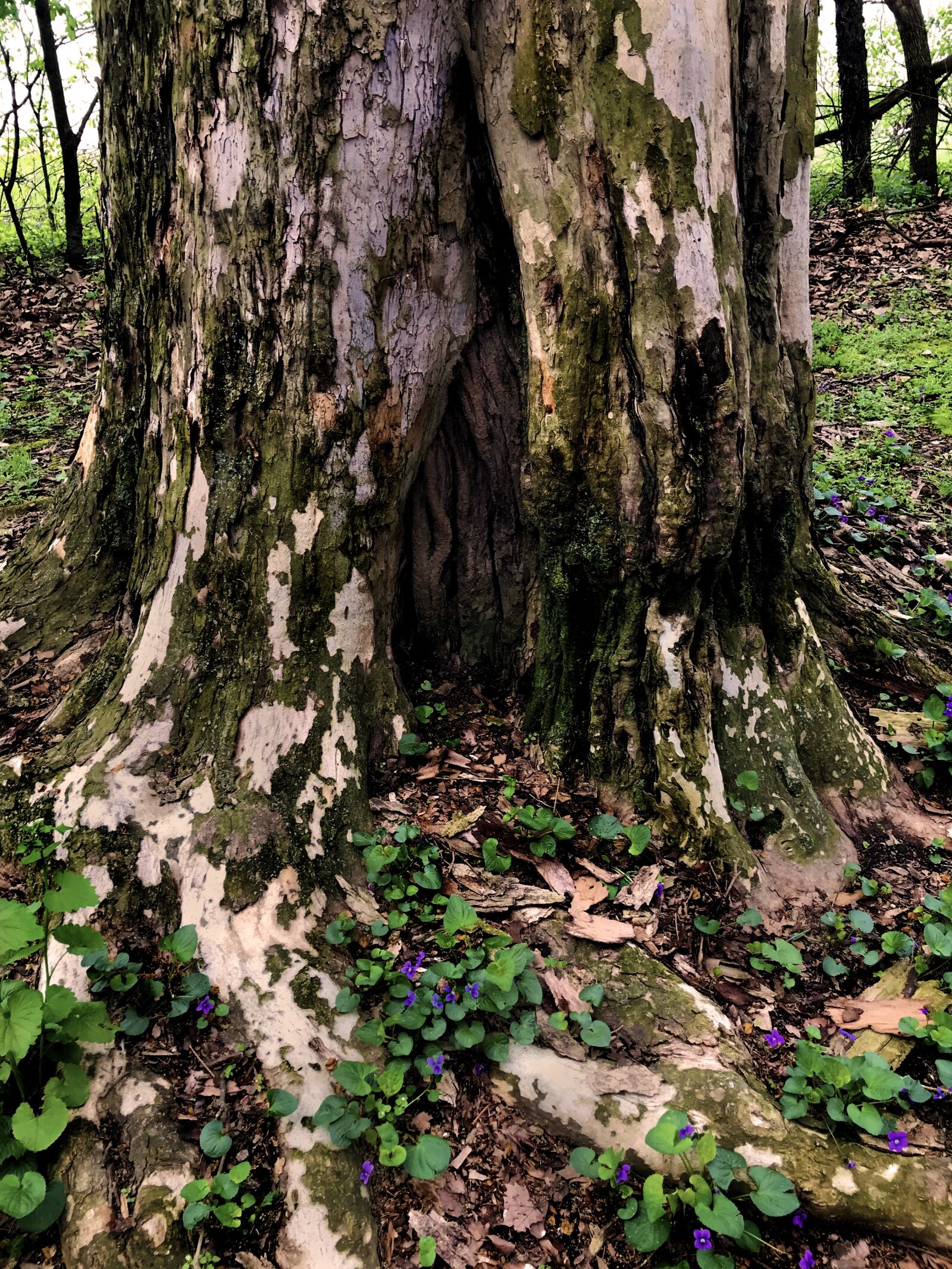 iPhone 7 Plus back dual camera 3.99mm f/1.8 sample photo. Tree, trunk, fairy photography