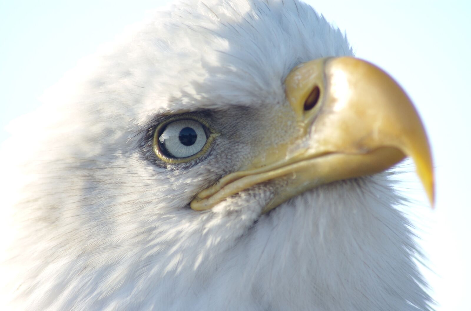 Nikon D70 sample photo. Eagle, bald, profile photography