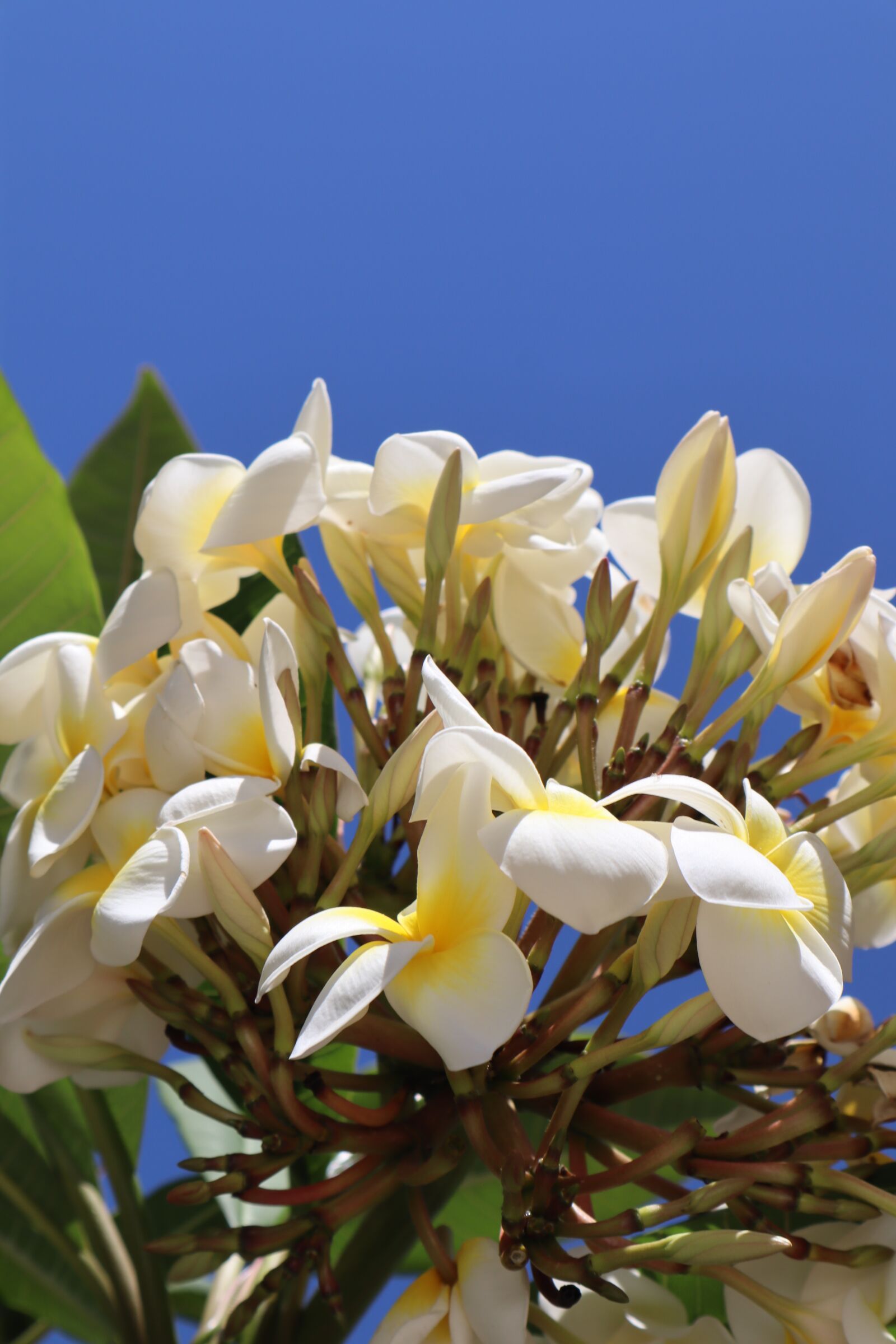 Canon EF-M 15-45mm F3.5-6.3 IS STM sample photo. Frangipan, flower, botany photography