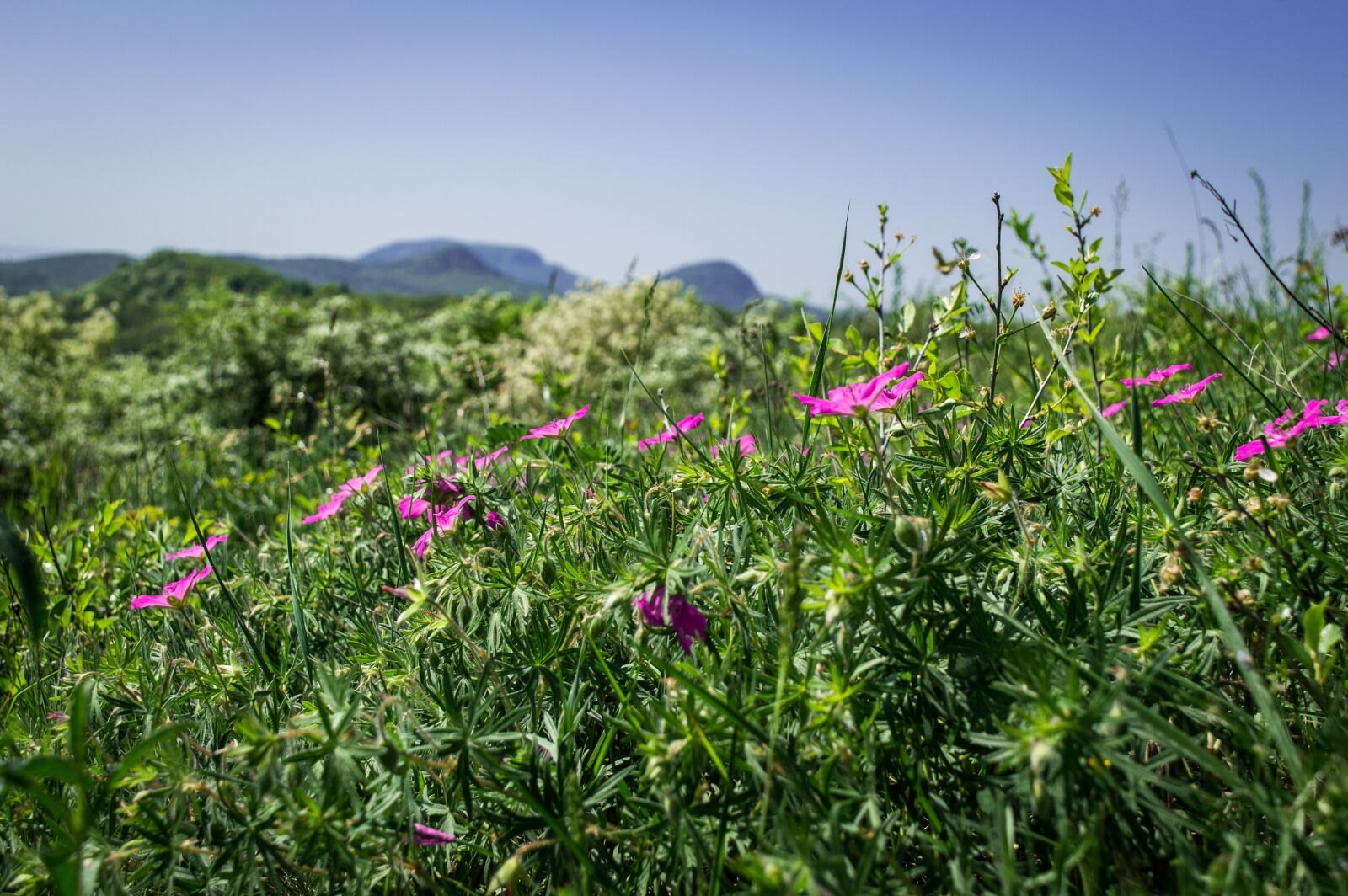 Nikon D3200 sample photo. Balaton, flower, field photography