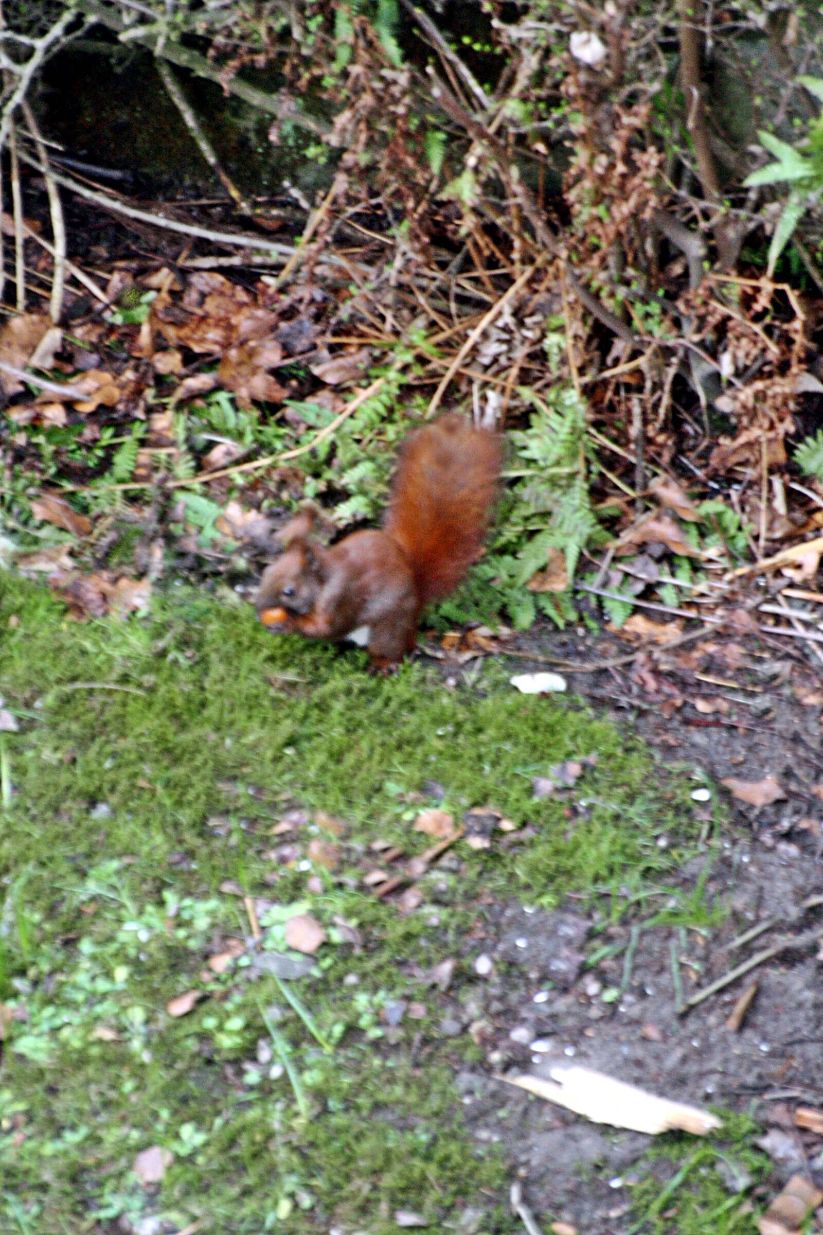 Canon EOS 1000D (EOS Digital Rebel XS / EOS Kiss F) sample photo. Nut, squirrel photography