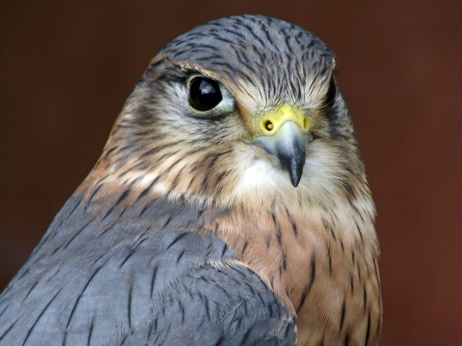 FujiFilm FinePix S2950 (FinePix S2990) sample photo. Raptor, eagle, bird photography