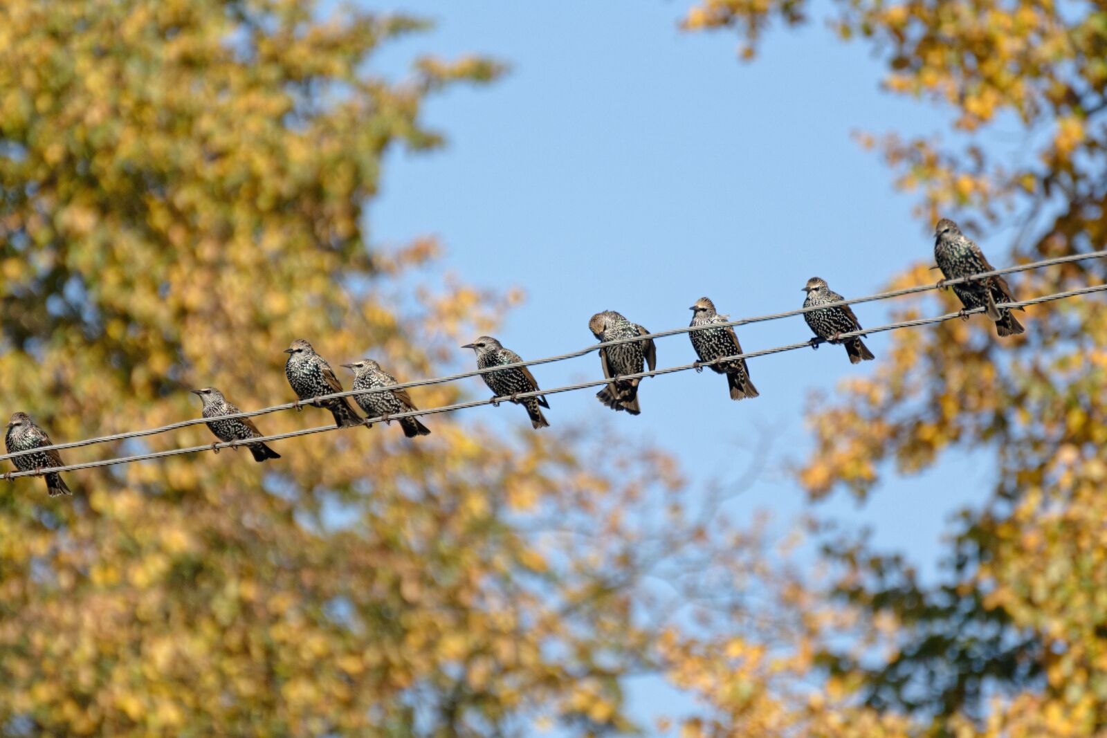 Nikon D5200 sample photo. Starling, starlings, birds photography