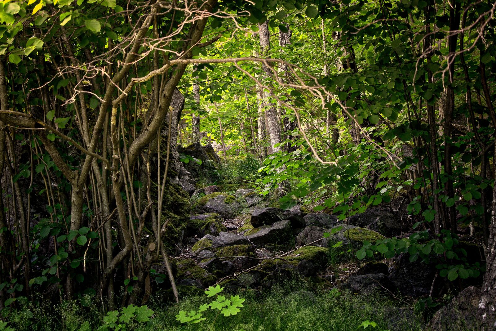 Canon EOS 80D sample photo. Forest, nature, marsh photography