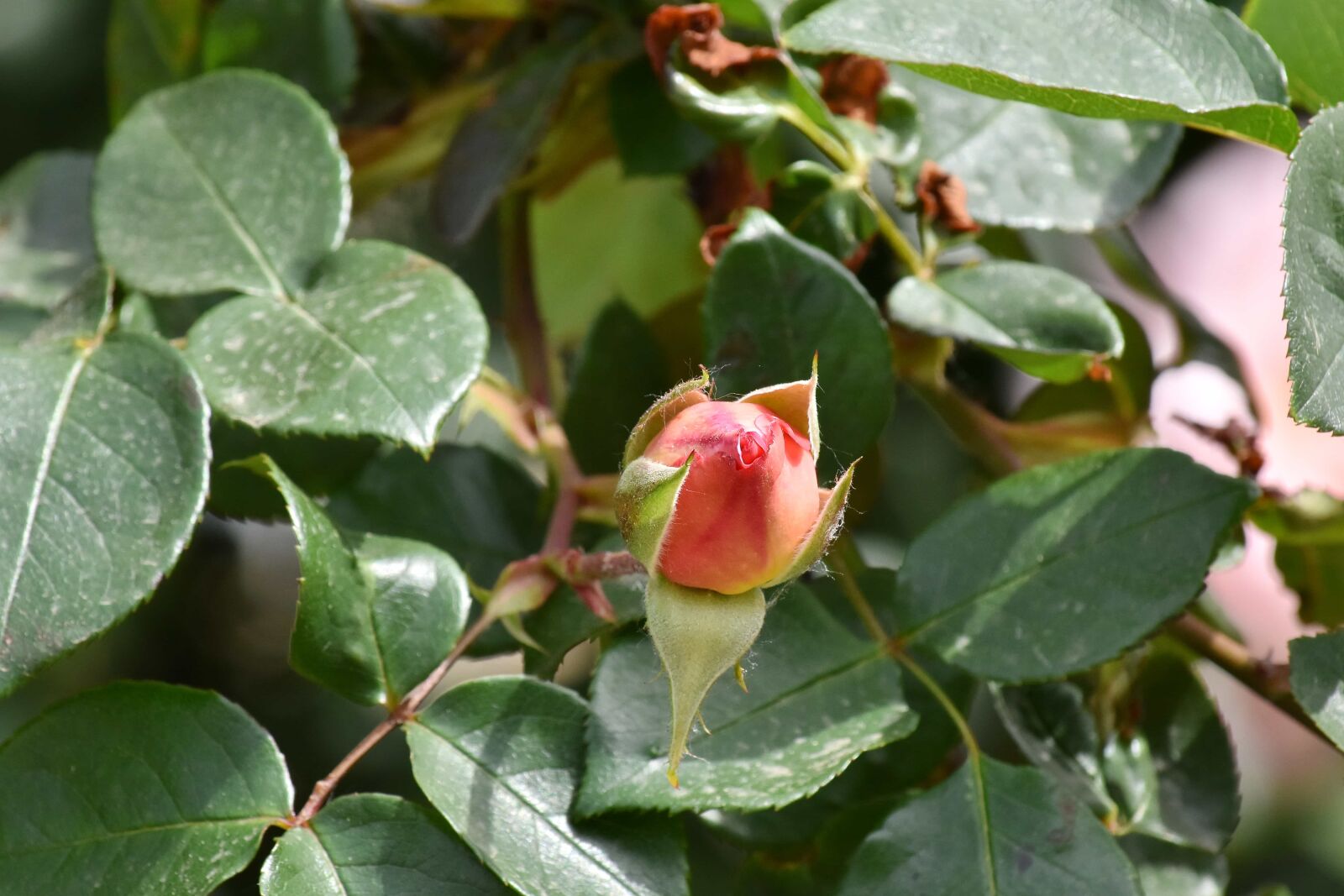 Nikon D5500 sample photo. Orange yellow, roses, shrub photography
