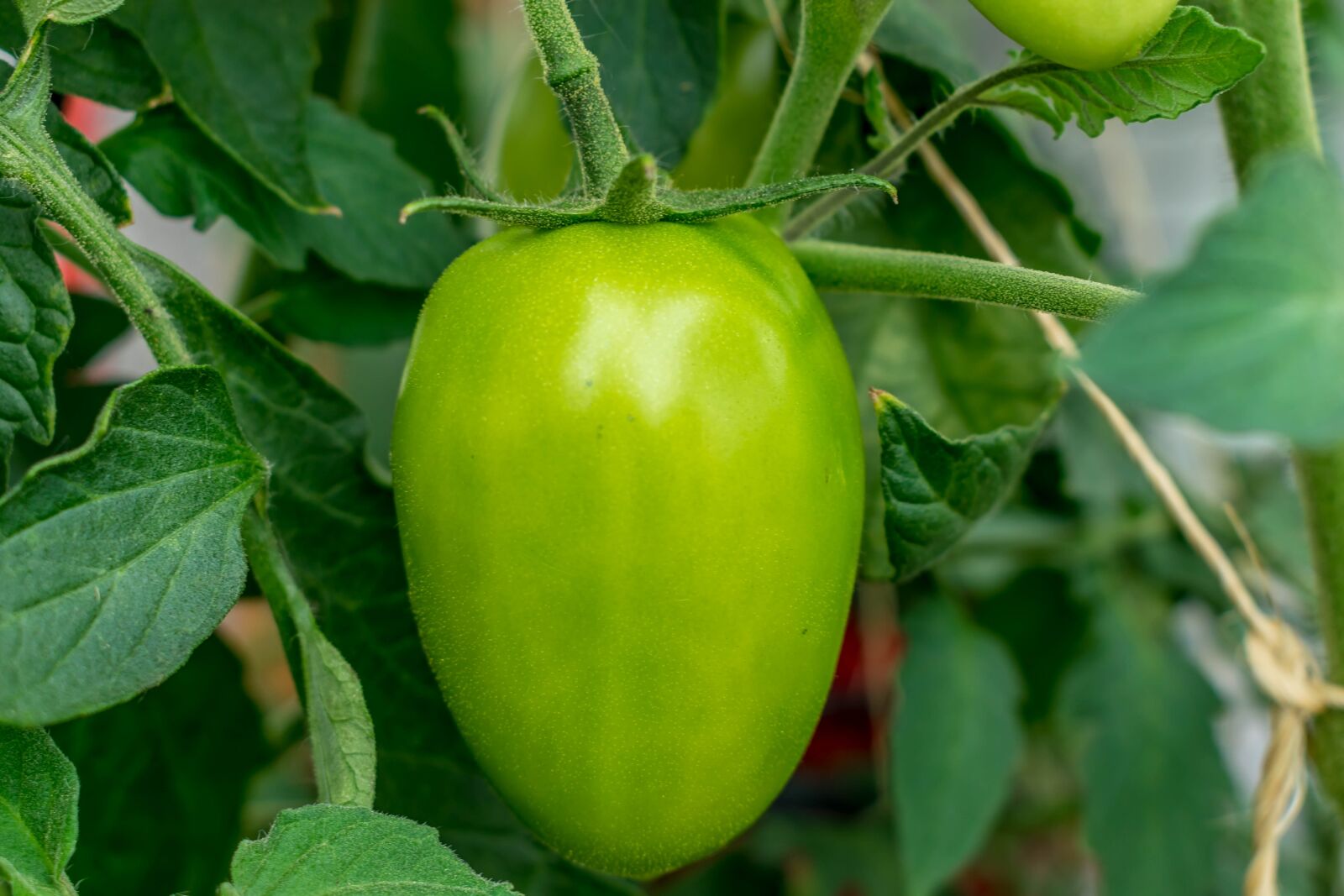 Nikon D5300 sample photo. Tomato, green, garden photography