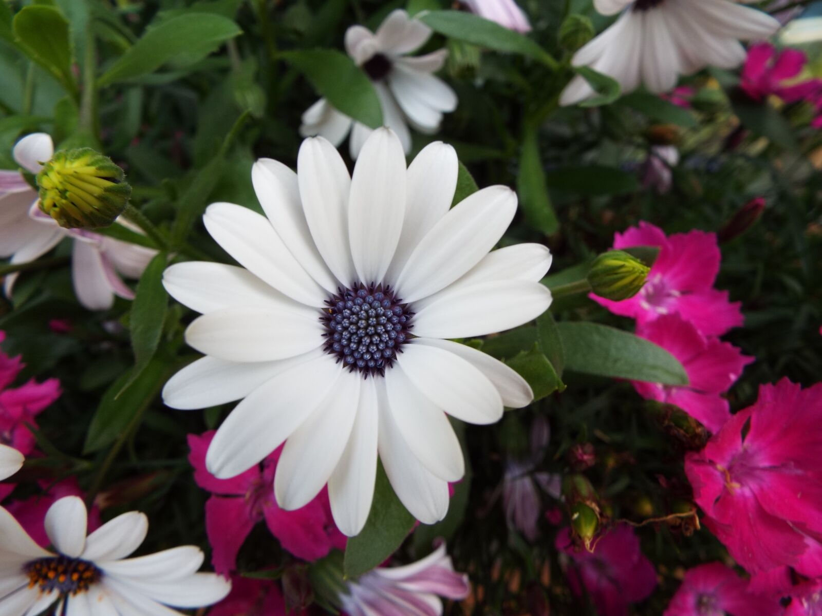 Fujifilm FinePix S9800 sample photo. Flowers, garden, a garden photography