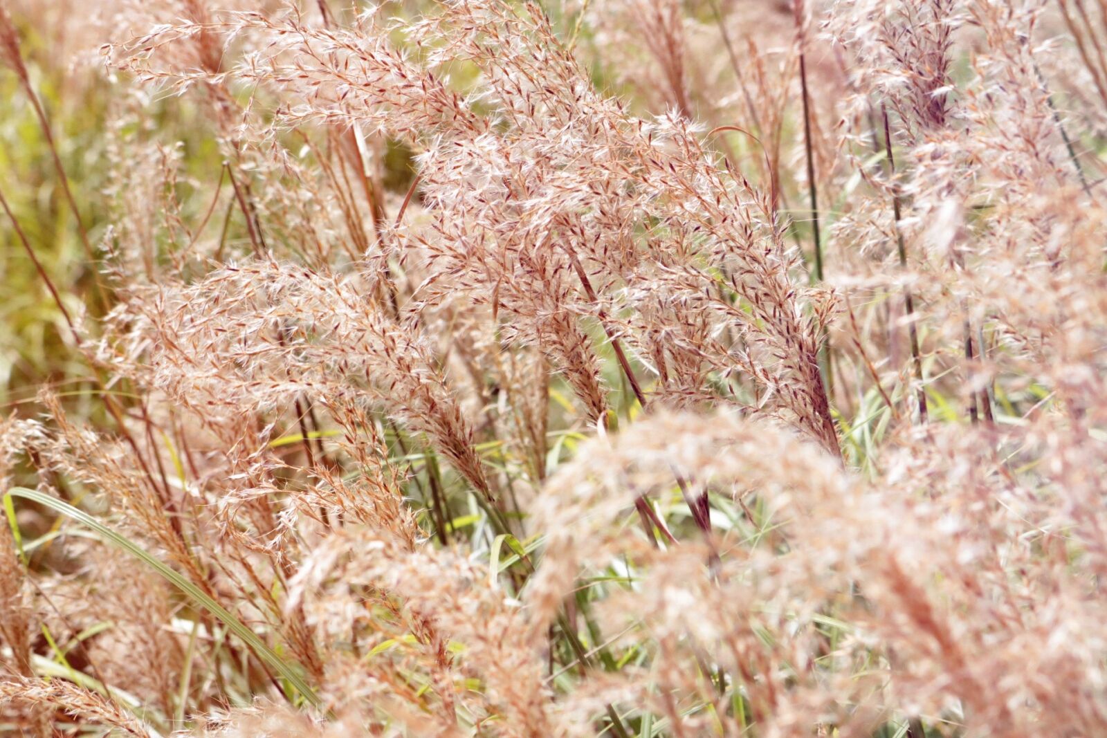 Canon EOS 750D (EOS Rebel T6i / EOS Kiss X8i) sample photo. Grass, nature, field photography