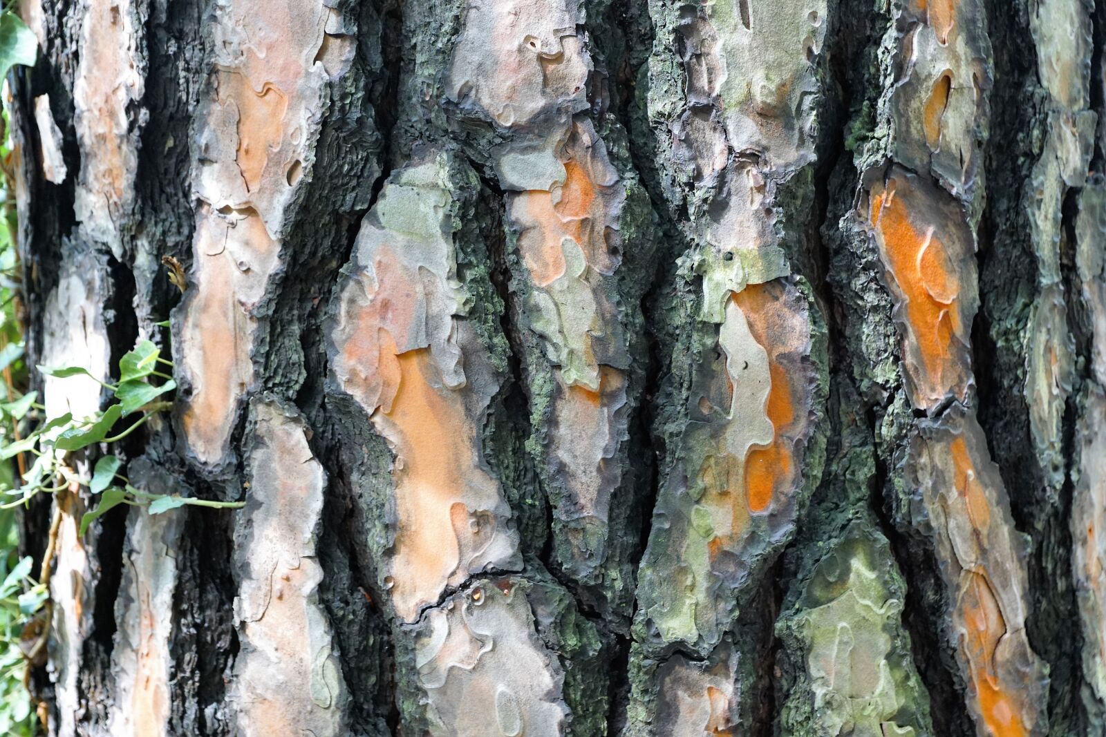 Sony DT 16-50mm F2.8 SSM sample photo. Spruce, tree, bark photography