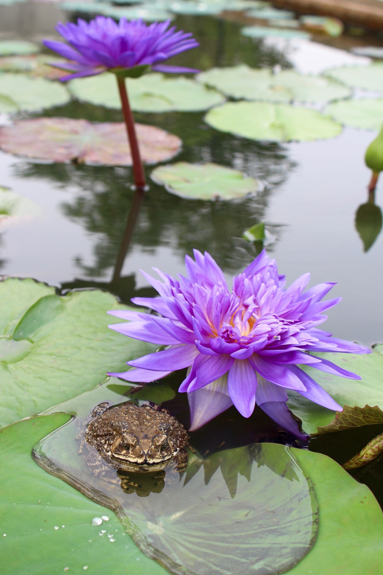 Canon EOS 600D (Rebel EOS T3i / EOS Kiss X5) sample photo. Water lily, purple, blossomed photography