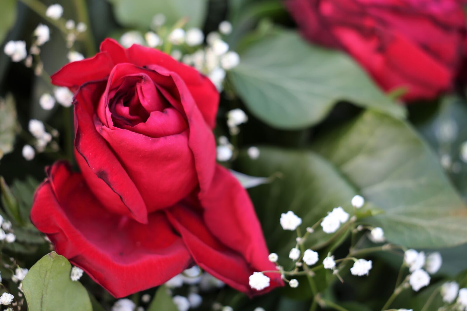 Canon EOS 6D + Canon EF 70-300 F4-5.6 IS II USM sample photo. Red rose, flower, love photography