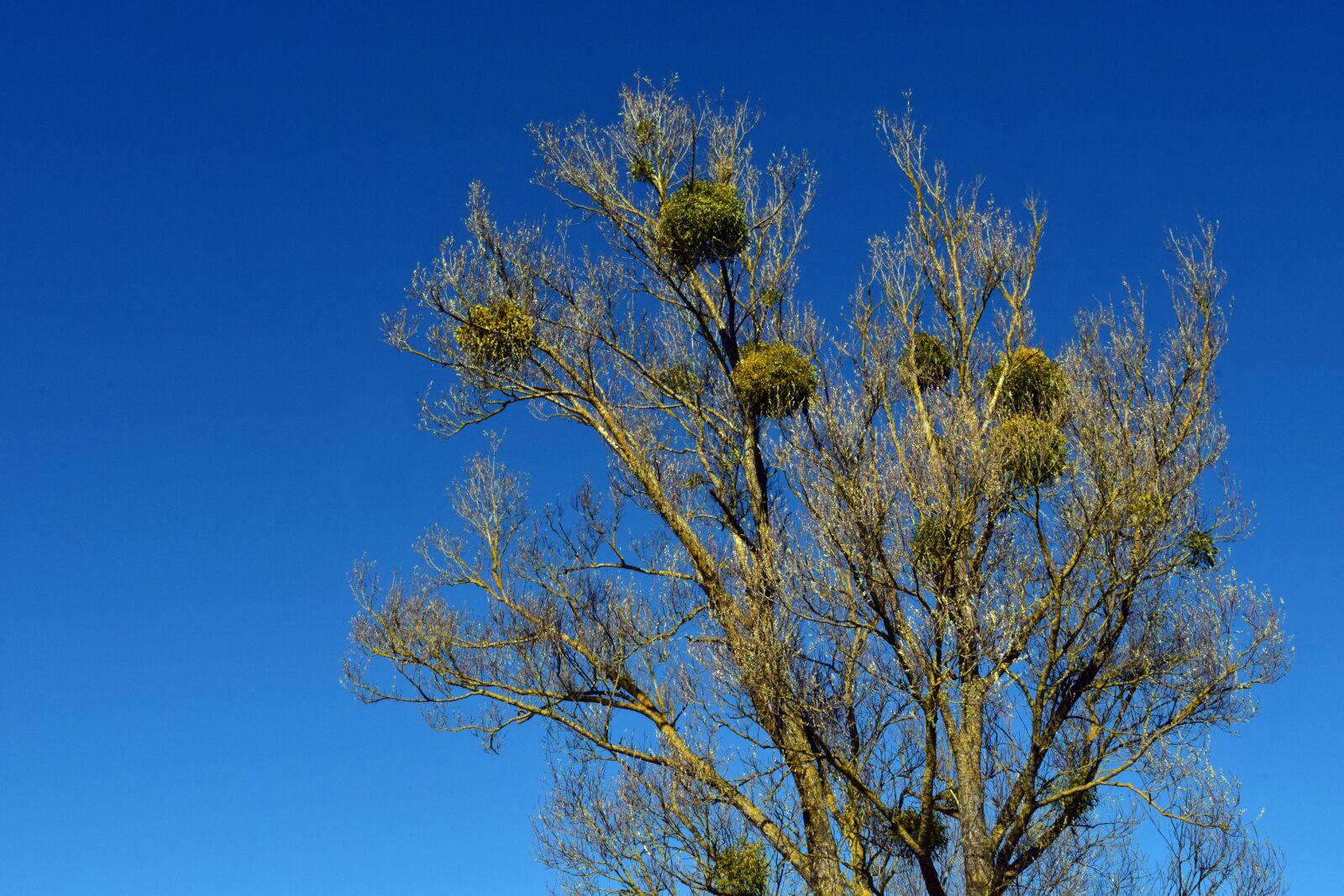 Nikon D3300 sample photo. Tree, mistletoe, kahl photography
