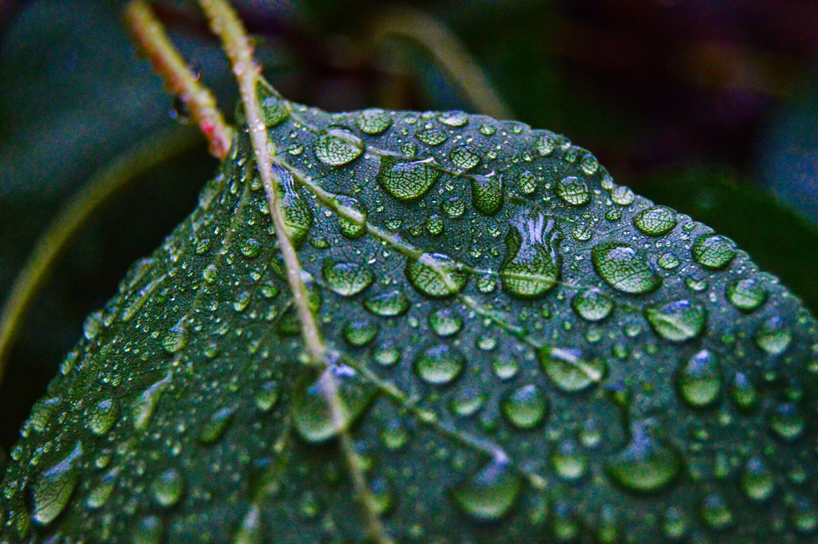 Nikon D3200 sample photo. Leaf, dew drops, raindrops photography
