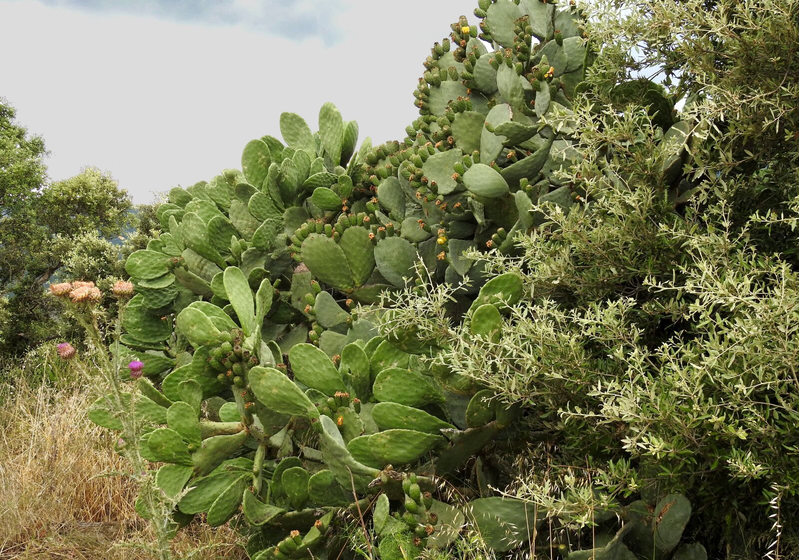 Nikon Coolpix P900 sample photo. Prickly pear, plant, cactus photography