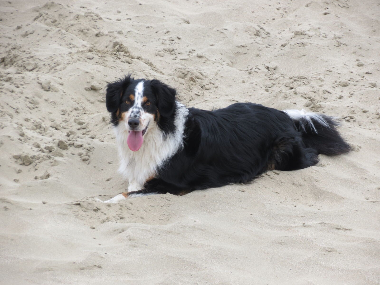 Canon PowerShot SX40 HS sample photo. Dog, at, beacht photography