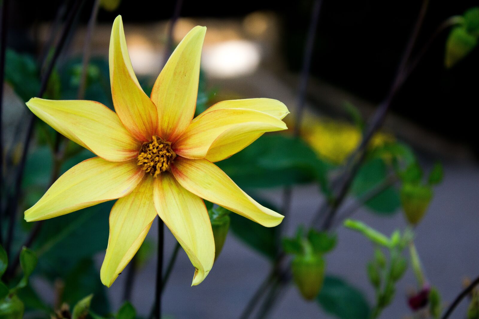 Canon EOS 1200D (EOS Rebel T5 / EOS Kiss X70 / EOS Hi) sample photo. Yellow flower, flower, flowers photography