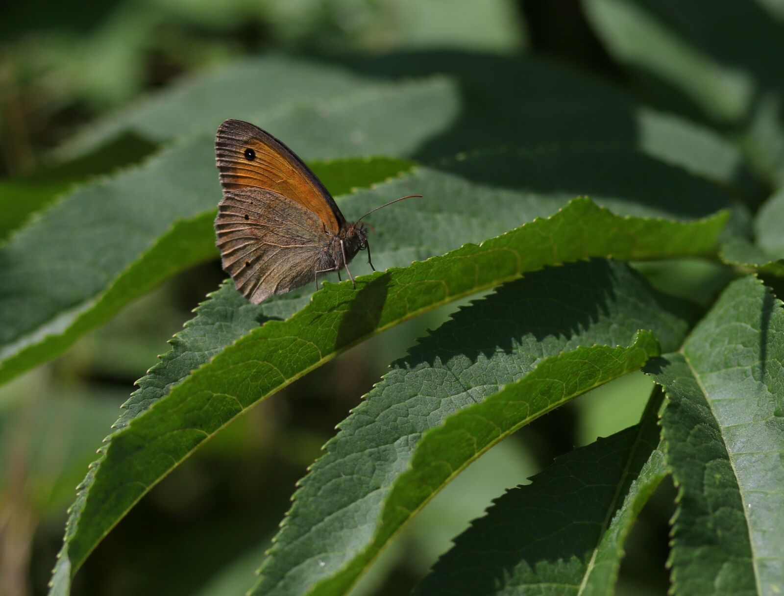 Canon EF-S 60mm F2.8 Macro USM sample photo. Butterfly, brown, wings photography