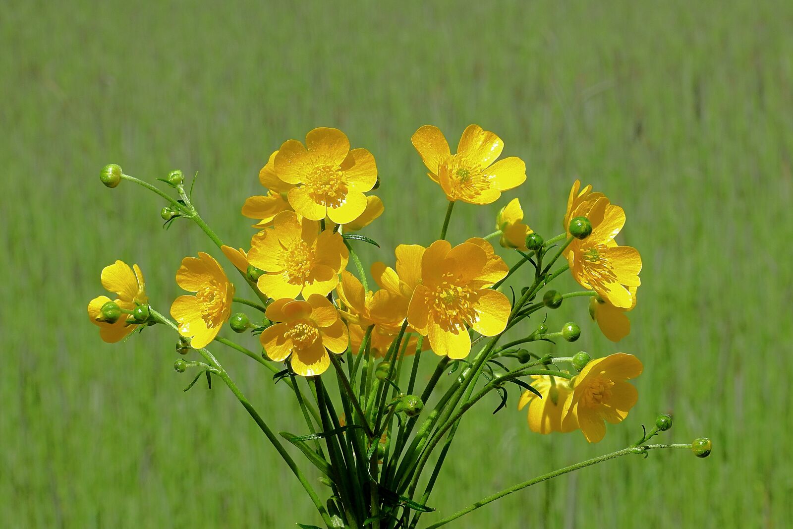 Nikon Coolpix P900 sample photo. Buttercup, flowers, beauty photography