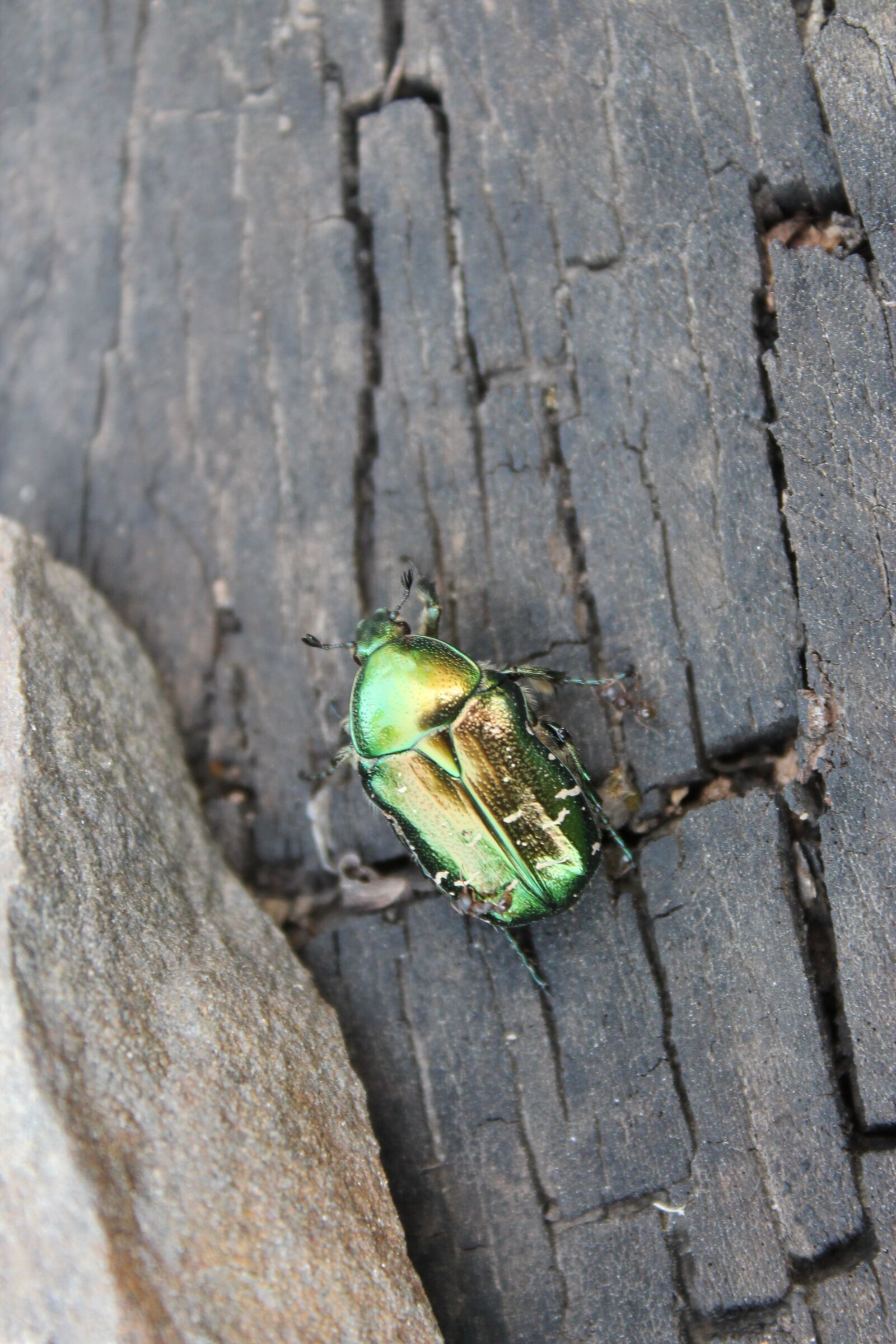 Canon EOS 1100D (EOS Rebel T3 / EOS Kiss X50) sample photo. Beetle, chafer, macro photography