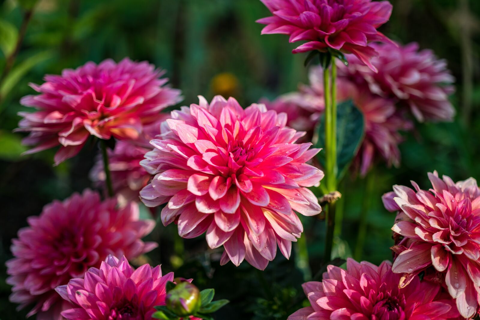 Canon EOS 80D sample photo. Dahlias, flowers, nature photography
