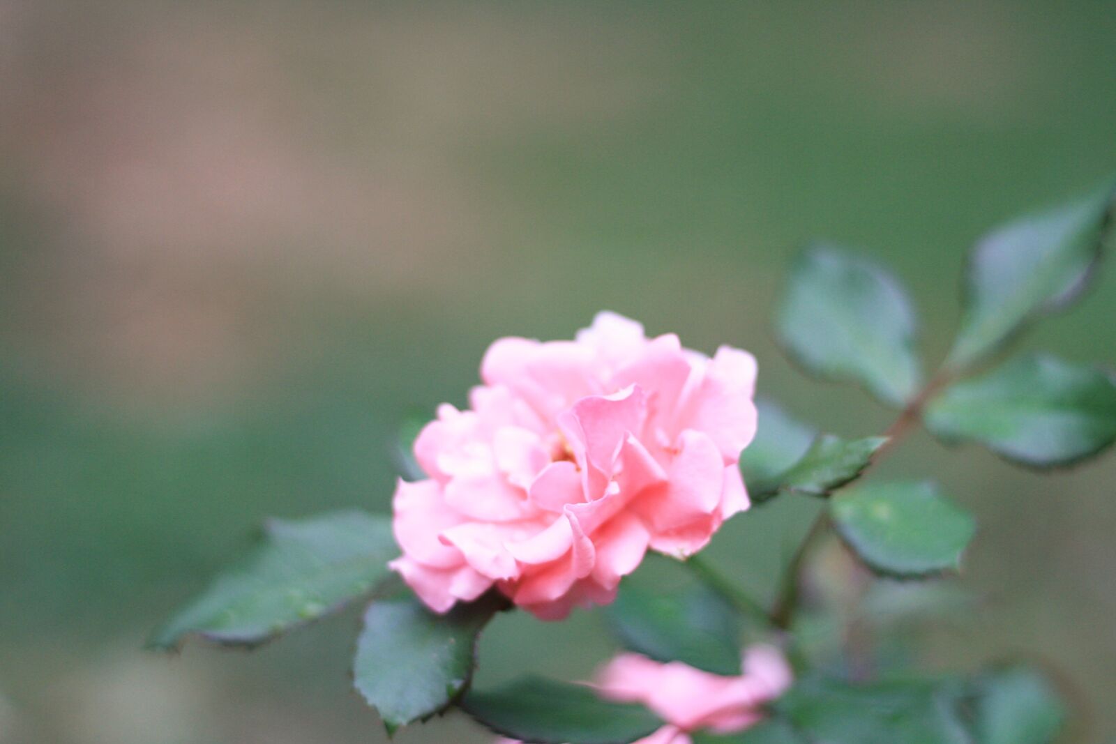 Canon EOS 1000D (EOS Digital Rebel XS / EOS Kiss F) sample photo. Rose, pink, flower photography