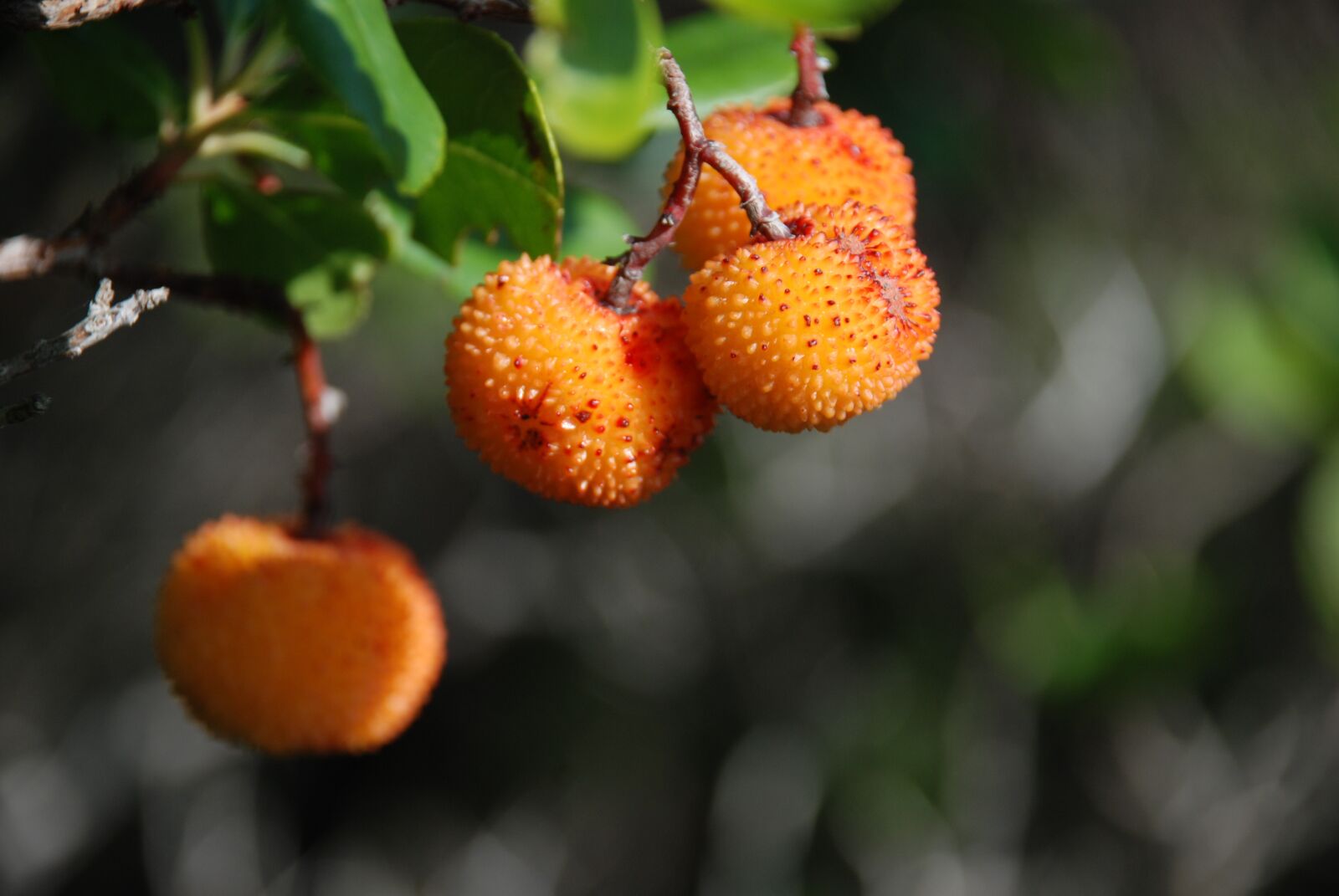 Nikon D80 sample photo. Fruit, berry, nature photography