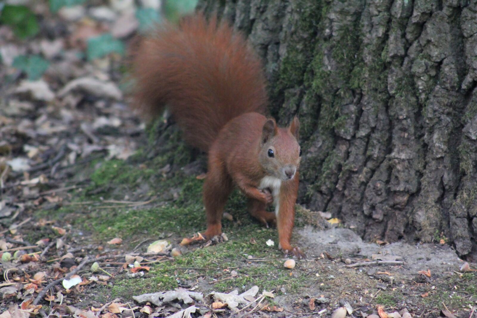 Canon EOS 550D (EOS Rebel T2i / EOS Kiss X4) sample photo. Squirrel, eurasian squirrel, chipmunk photography