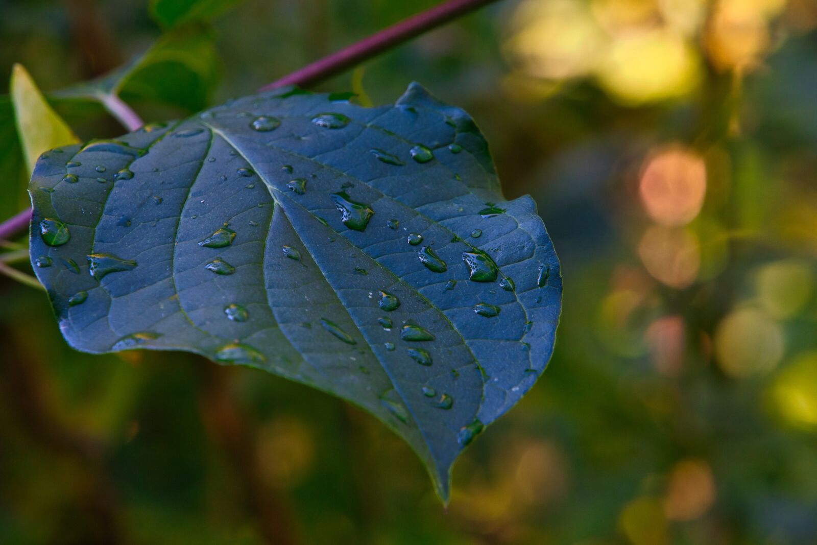 Sony E 18-135mm F3.5-5.6 OSS sample photo. Leaf, raindrop, drip photography