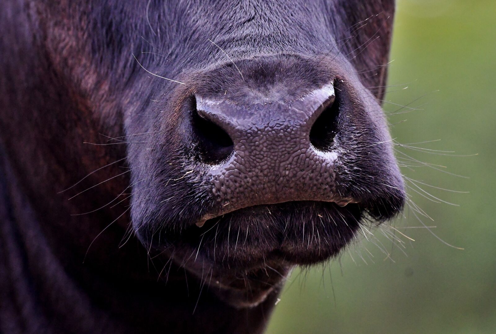 Nikon D500 sample photo. Koeiensnuit, cow, nose photography